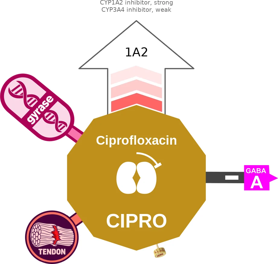 Ciprofloxacin ballicule: receptor binding, kinetics and half-life diagram