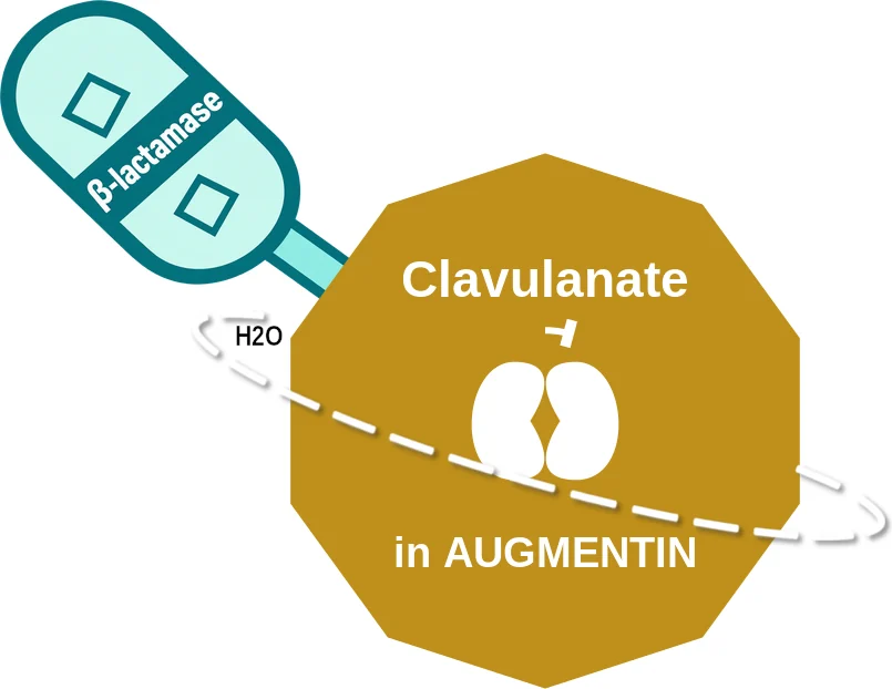 Clavulanate ballicule: receptor binding, kinetics and half-life diagram