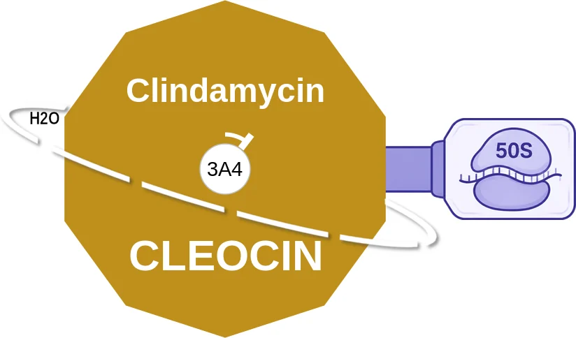 Clindamycin ballicule: receptor binding, kinetics and half-life diagram