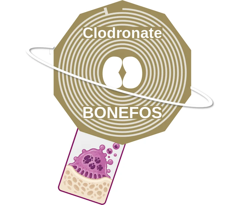 Clodronate ballicule: receptor binding, kinetics and half-life diagram