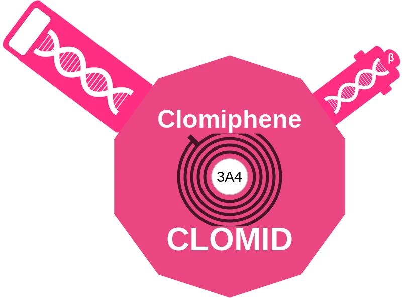 Clomiphene ballicule: receptor binding, kinetics and half-life diagram