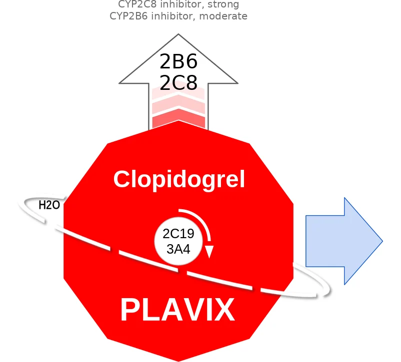 Clopidogrel ballicule: receptor binding, kinetics and half-life diagram