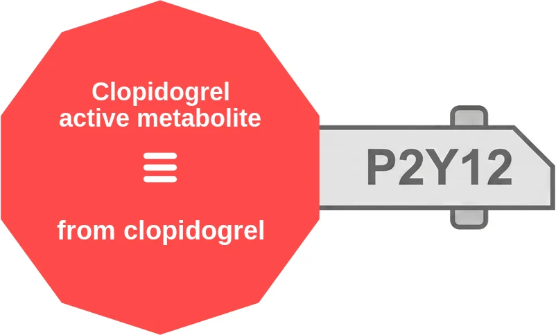 Clopidogrel active metabolite ballicule: receptor binding, kinetics and half-life diagram