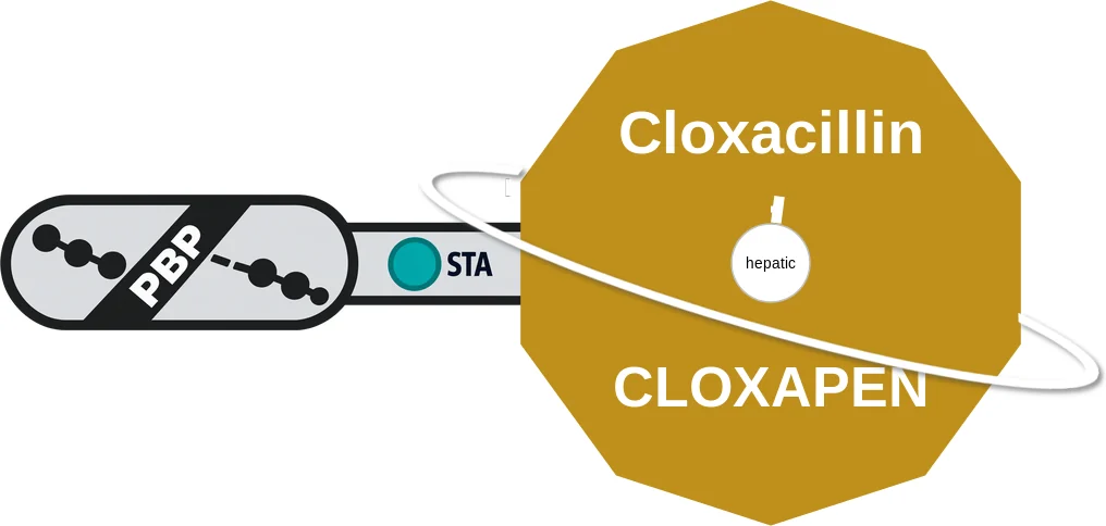 Cloxacillin ballicule: receptor binding, kinetics and half-life diagram