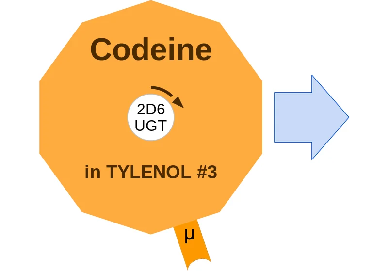 Codeine ballicule: receptor binding, kinetics and half-life diagram