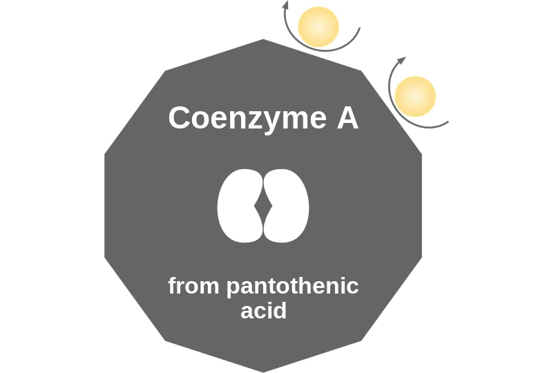 Coenzyme A ballicule: receptor binding, kinetics and half-life diagram