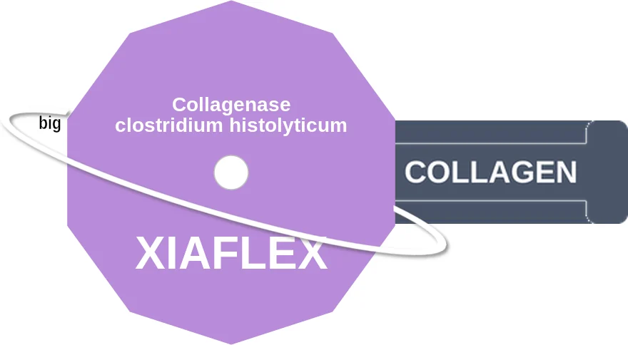 Collagenase clostridium histolyticum ballicule: receptor binding, kinetics and half-life diagram