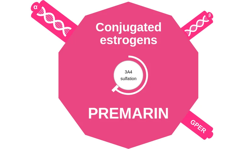 Conjugated estrogens ballicule: receptor binding, kinetics and half-life diagram