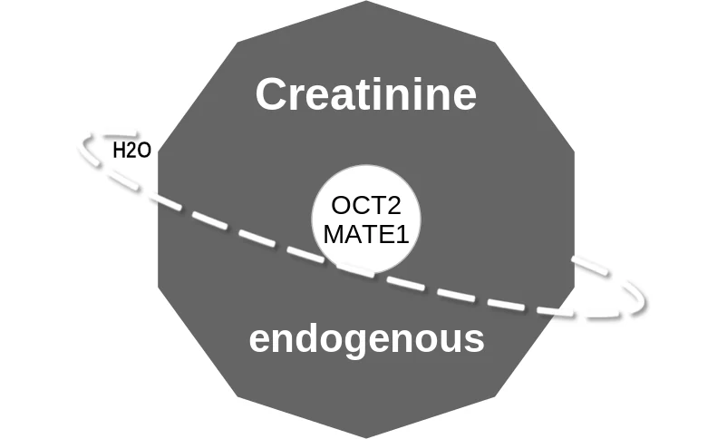 Creatinine ballicule: receptor binding, kinetics and half-life diagram