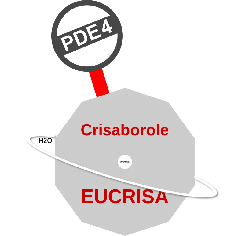 Crisaborole ballicule: receptor binding, kinetics and half-life diagram