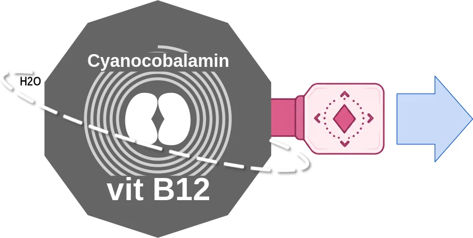 Cyanocobalamin ballicule: receptor binding, kinetics and half-life diagram