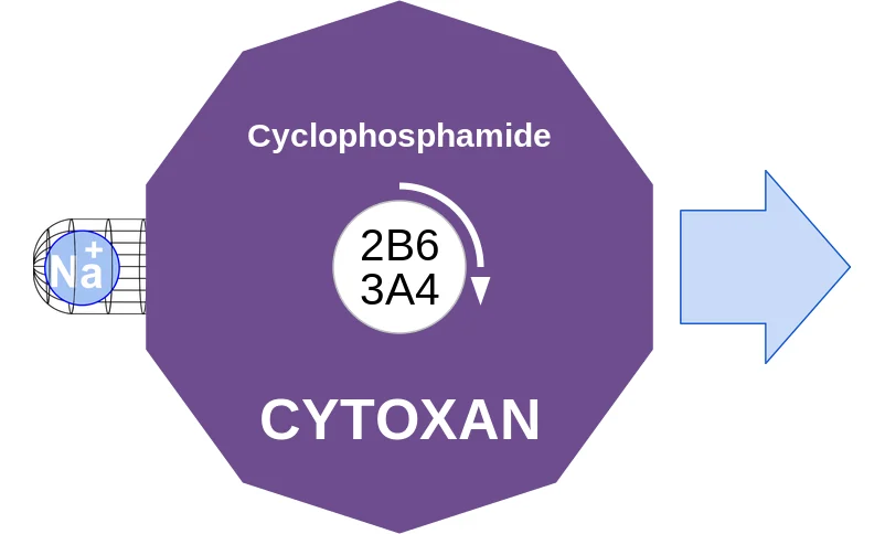 Cyclophosphamide ballicule: receptor binding, kinetics and half-life diagram