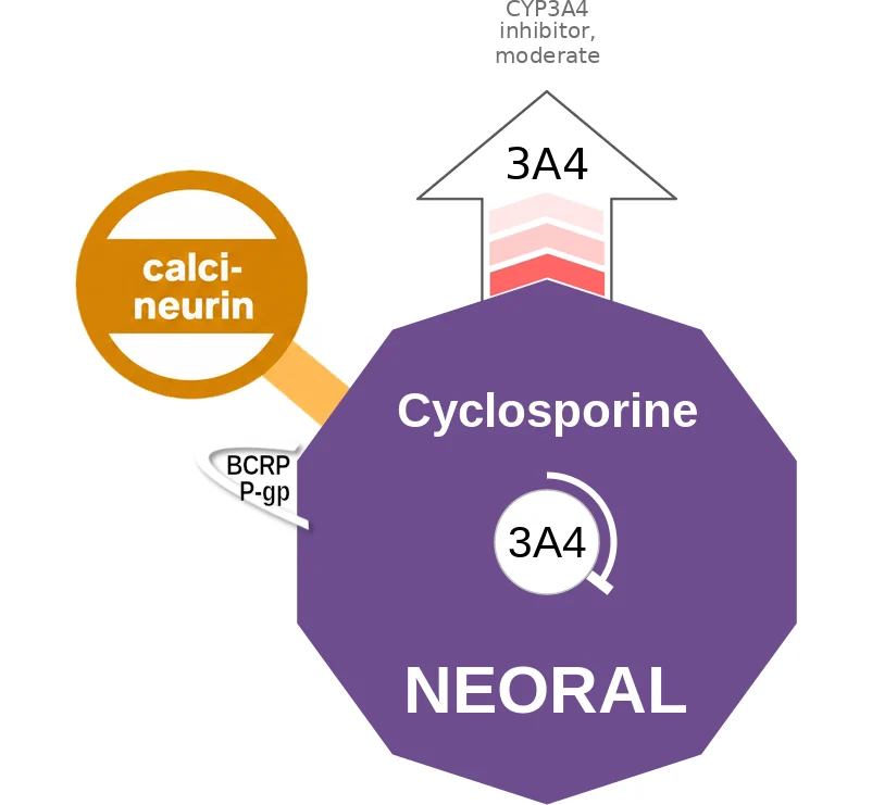 Cyclosporine ballicule: receptor binding, kinetics and half-life diagram