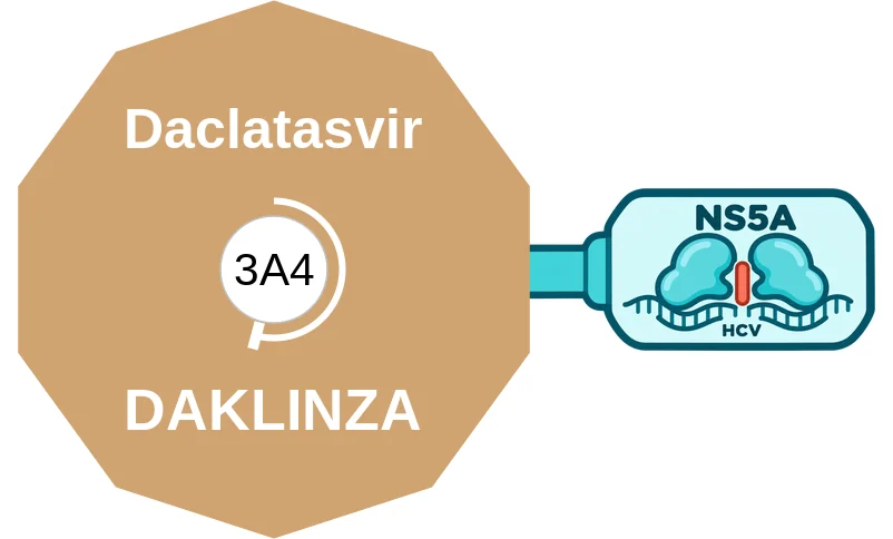 Daclatasvir ballicule: receptor binding, kinetics and half-life diagram