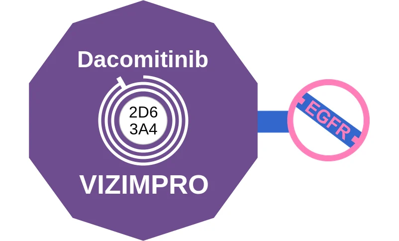 Dacomitinib ballicule: receptor binding, kinetics and half-life diagram
