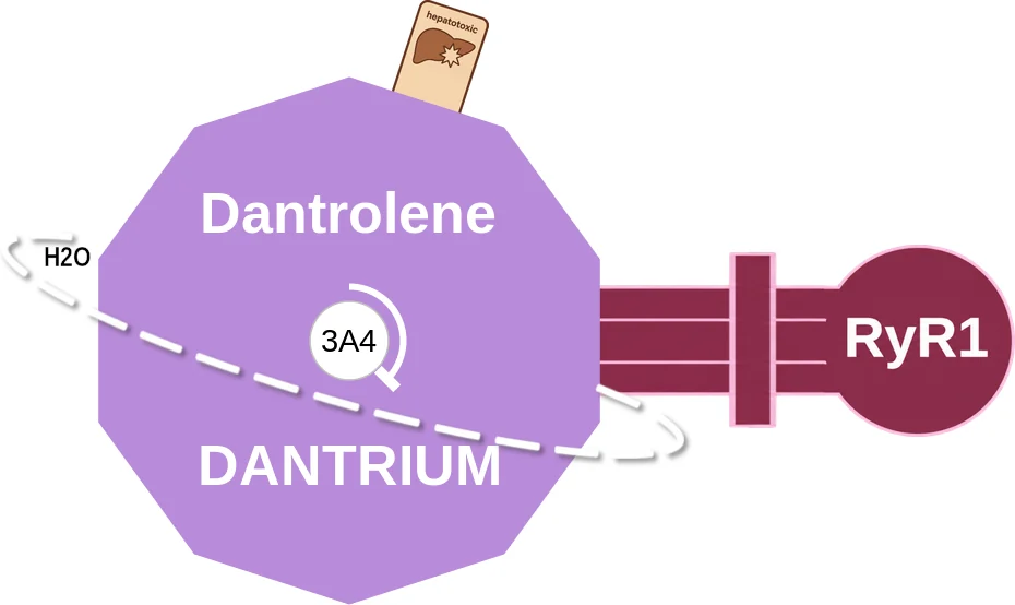 Dantrolene ballicule: receptor binding, kinetics and half-life diagram