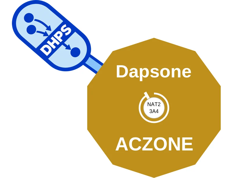 Dapsone ballicule: receptor binding, kinetics and half-life diagram
