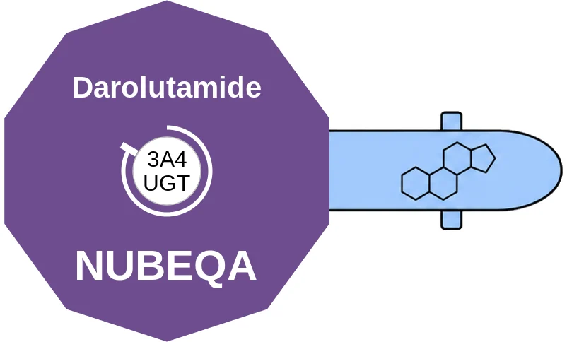 Darolutamide ballicule: receptor binding, kinetics and half-life diagram