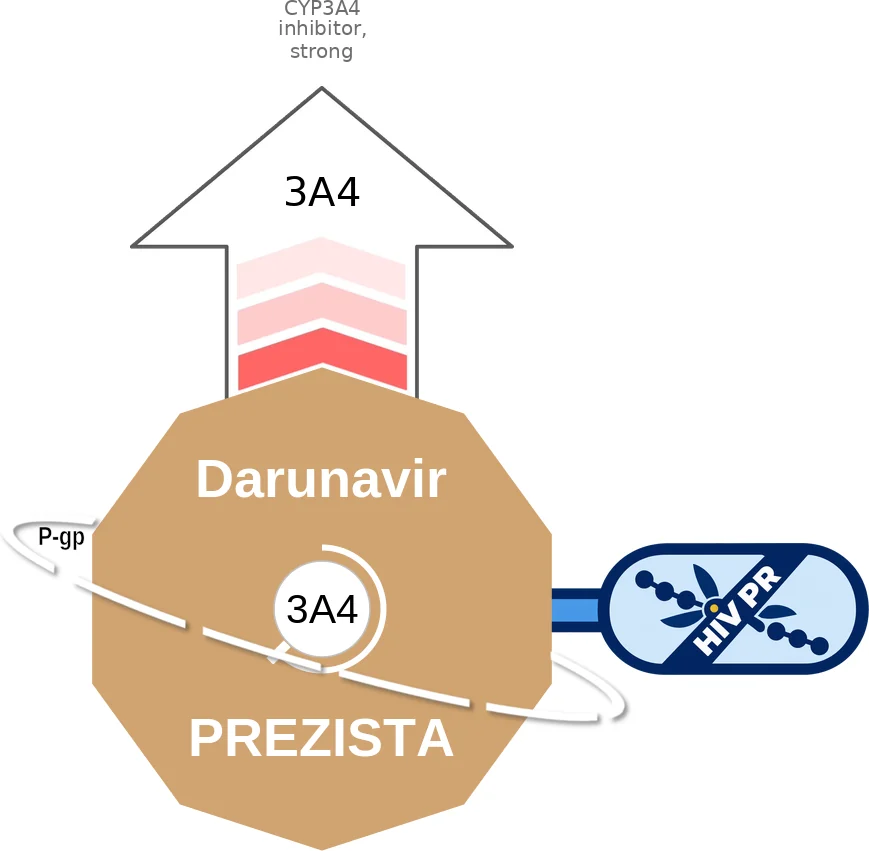 Darunavir ballicule: receptor binding, kinetics and half-life diagram