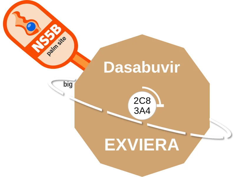 Dasabuvir ballicule: receptor binding, kinetics and half-life diagram