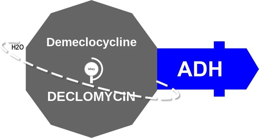 Demeclocycline ballicule: receptor binding, kinetics and half-life diagram