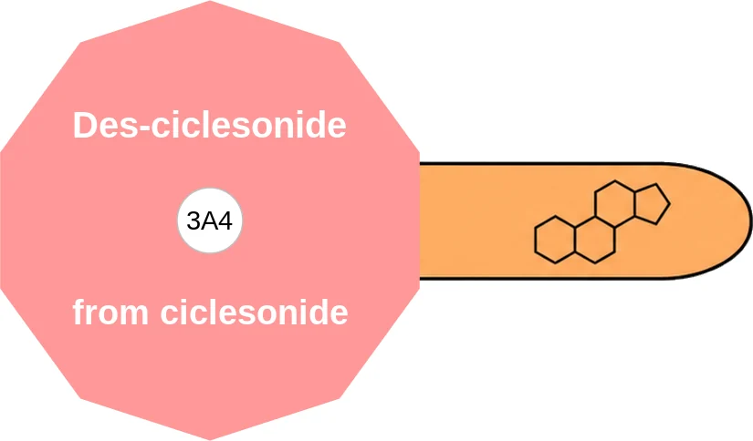 Des-ciclesonide ballicule: receptor binding, kinetics and half-life diagram