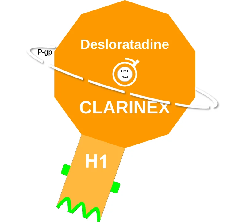 Desloratadine ballicule: receptor binding, kinetics and half-life diagram