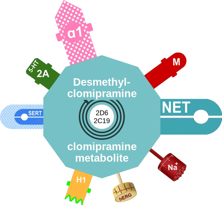 Desmethylclomipramine ballicule: receptor binding, kinetics and half-life diagram
