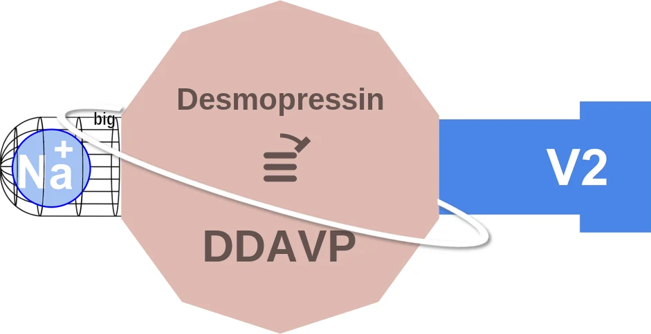 Desmopressin ballicule: receptor binding, kinetics and half-life diagram