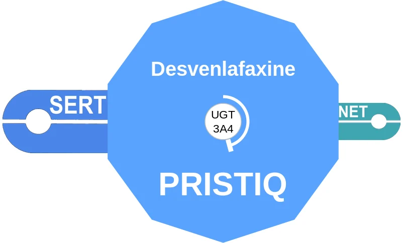 Desvenlafaxine ballicule: receptor binding, kinetics and half-life diagram