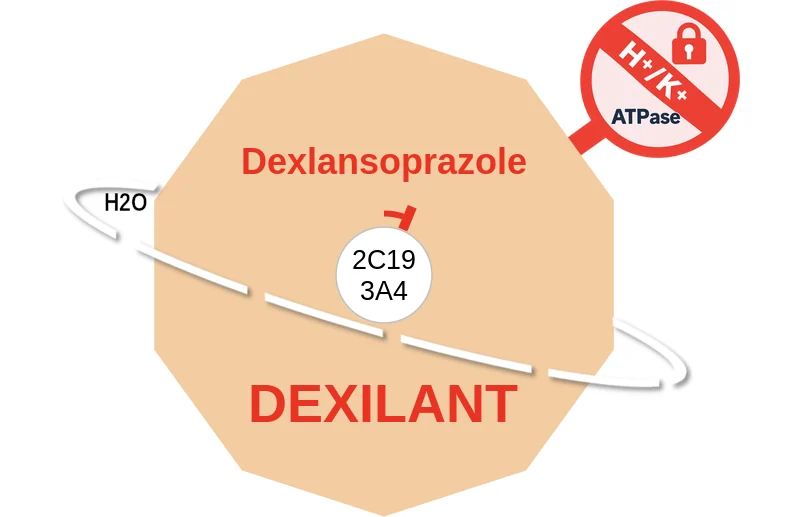 Dexlansoprazole ballicule: receptor binding, kinetics and half-life diagram