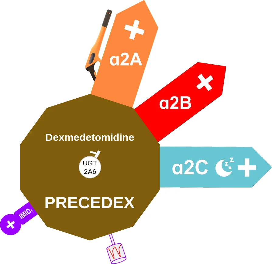 Dexmedetomidine ballicule: receptor binding, kinetics and half-life diagram