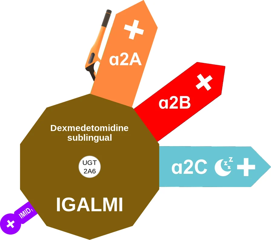 Dexmedetomidine sublingual ballicule: receptor binding, kinetics and half-life diagram