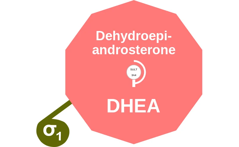 Dehydroepiandrosterone ballicule: receptor binding, kinetics and half-life diagram