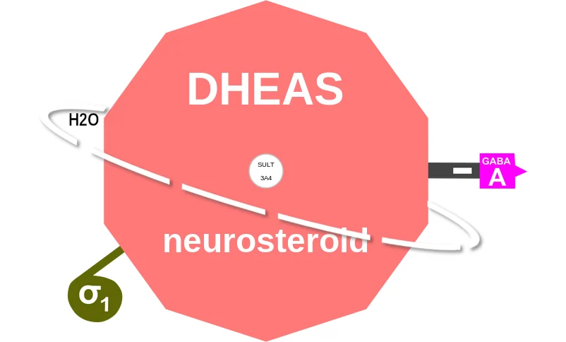 DHEAS ballicule: receptor binding, kinetics and half-life diagram