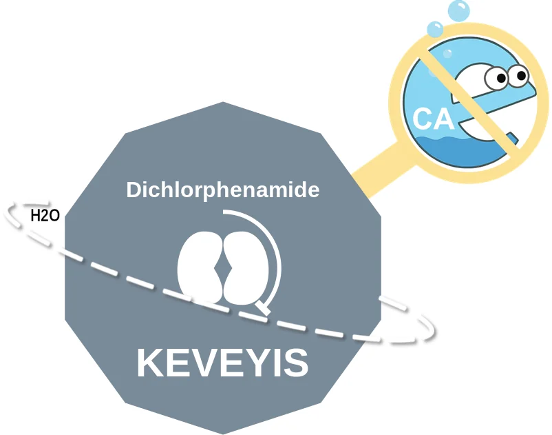 Dichlorphenamide ballicule: receptor binding, kinetics and half-life diagram