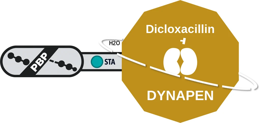 Dicloxacillin ballicule: receptor binding, kinetics and half-life diagram