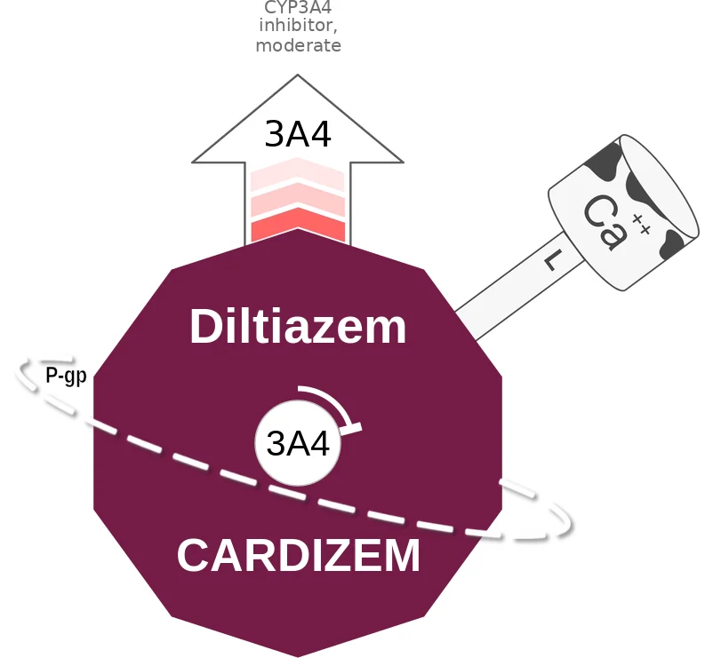 Diltiazem ballicule: receptor binding, kinetics and half-life diagram
