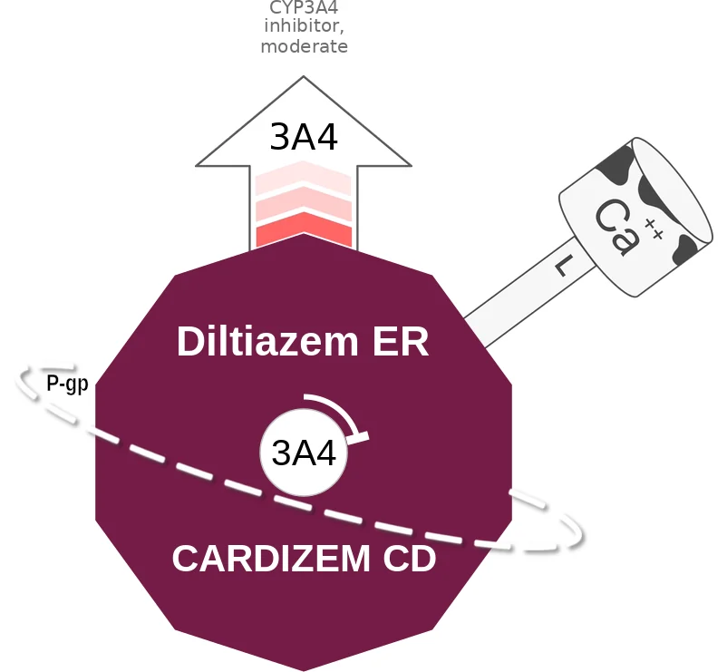 Diltiazem ER ballicule: receptor binding, kinetics and half-life diagram