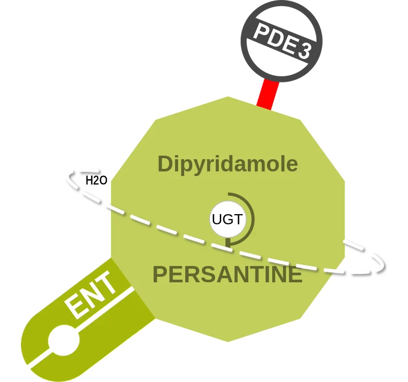 Dipyridamole ballicule: receptor binding, kinetics and half-life diagram