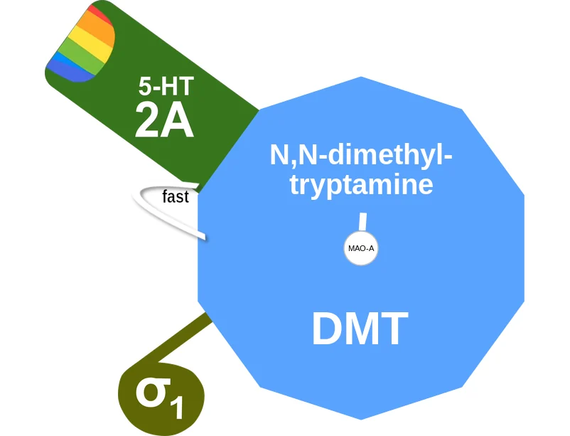 N,N-dimethyltryptamine ballicule: receptor binding, kinetics and half-life diagram