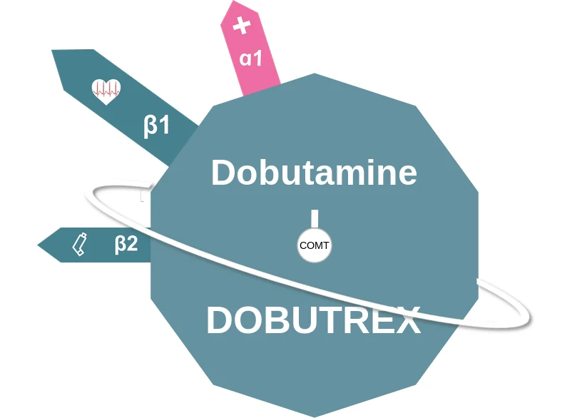 Dobutamine ballicule: receptor binding, kinetics and half-life diagram