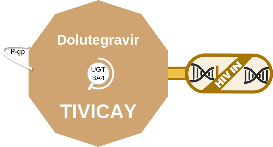Dolutegravir ballicule: receptor binding, kinetics and half-life diagram