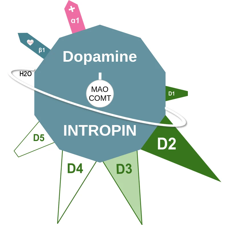 Dopamine ballicule: receptor binding, kinetics and half-life diagram