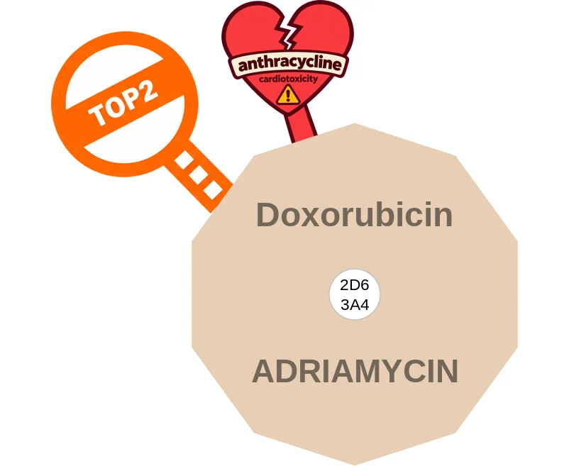 Doxorubicin ballicule: receptor binding, kinetics and half-life diagram