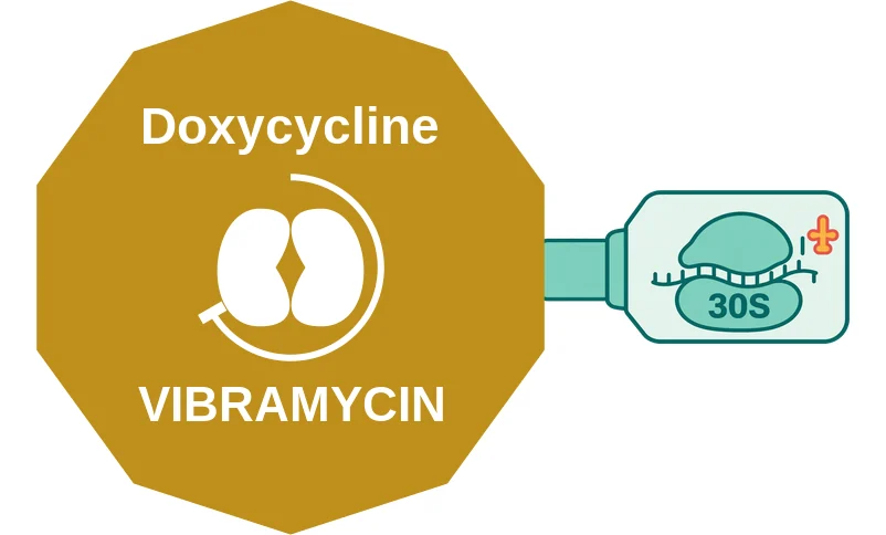 Doxycycline ballicule: receptor binding, kinetics and half-life diagram