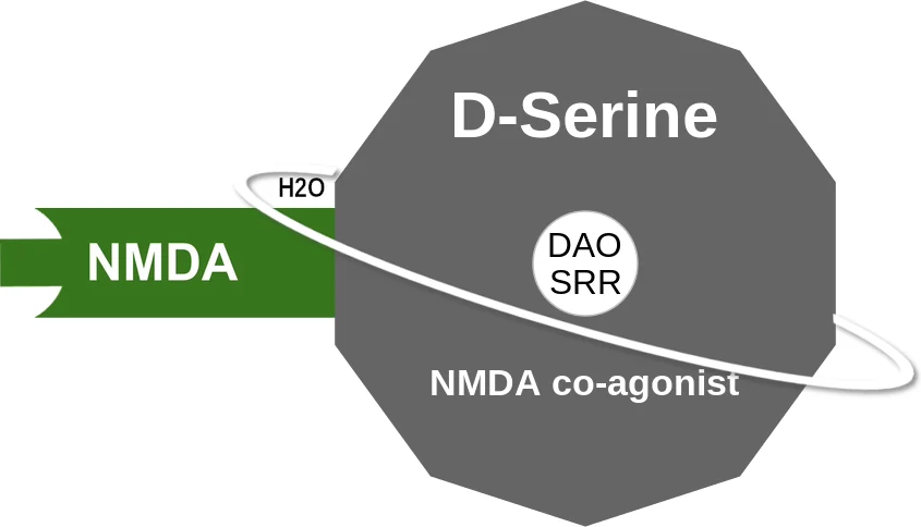 D-Serine ballicule: receptor binding, kinetics and half-life diagram