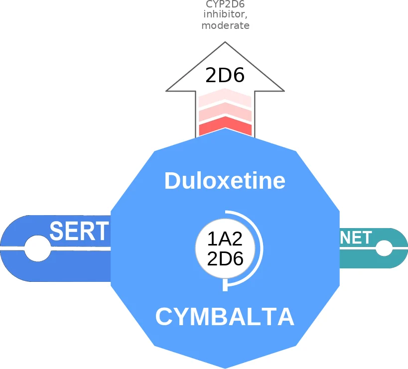 Duloxetine ballicule: receptor binding, kinetics and half-life diagram