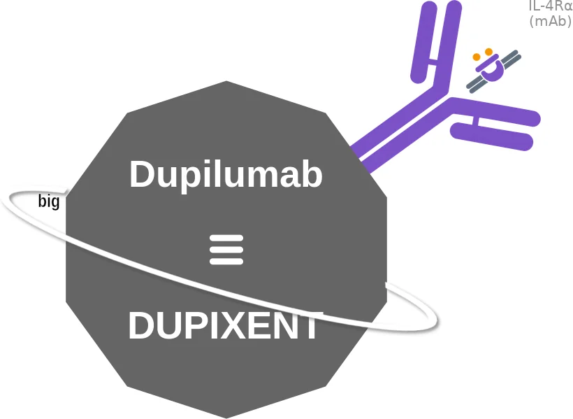 Dupilumab ballicule: receptor binding, kinetics and half-life diagram