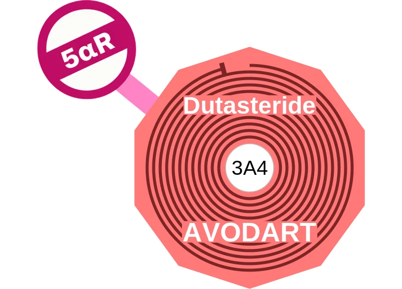 Dutasteride ballicule: receptor binding, kinetics and half-life diagram